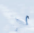 Beautiful gliding swan