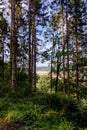 A scenic countryside view glimpsed through the trees on a forest walk Royalty Free Stock Photo
