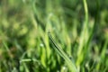 Beautiful with glitter drop of dew on a fresh green blade of grass, blurred background, solar lighting Royalty Free Stock Photo