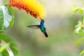 Beautiful, glittering blue hummingbird, Blue-chinned Sapphire feeding on nectar from an orange flower. Royalty Free Stock Photo