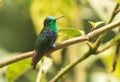 Green-crowned Woodnymph Hummingbird, Thalurania fannyi Royalty Free Stock Photo