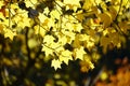 Beautiful gloden maple leaves on the tree