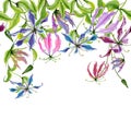 Beautiful gloriosa flowers on climbing twigs on white background. Seamless pattern. Floral border. Watercolor painting.