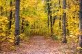 Beautiful glorious fall. Fall landscape. Fall forest path. Leaves turn yellow on trees. Golden fall season. Wild autumn Royalty Free Stock Photo