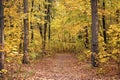 Beautiful glorious fall. Fall landscape. Fall forest path. Leaves turn yellow on trees. Golden fall season. Wild autumn