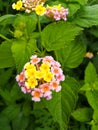 Beautiful glorious flower with pink white texture.