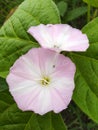 Beautiful glorious pink white flower nice looking flower
