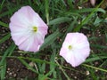 Beautiful glorious pink white flower nice looking flower