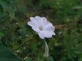 beautiful glory morning flowers and natural background Royalty Free Stock Photo