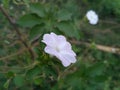 beautiful glory morning flowers and natural background Royalty Free Stock Photo