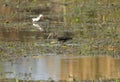 Glossy Ibises