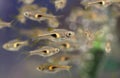 Beautiful glow light rasbora fish in aquarium Royalty Free Stock Photo