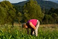 Agricultural Work at Sunset: Woman Weeding the Corn and Bean Field Royalty Free Stock Photo