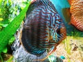 Beautiful glowing blue discus vibrant colorful scales and fins one of a kind full grown Royalty Free Stock Photo