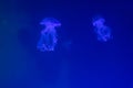 Beautiful glowing jellyfish underwater against deep blue background Royalty Free Stock Photo