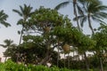 Beautiful glowing lanterns on a tropical tree at sunset, Oahu