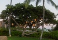 Beautiful glowing lanterns on a tropical tree at sunset, Oahu