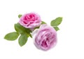 Beautiful  glowing pale pink roses Royalty Free Stock Photo