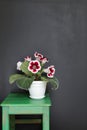 Beautiful Gloxinia Flowers in a Flower Pot. Houseplants