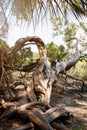 Gnarly tree in the swamplands