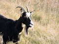 Beautiful goat