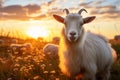 Beautiful Goat Grazing on a Light Meadow during the Golden Hour of a Summer Sunset