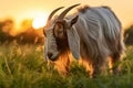 Beautiful Goat Grazing on a Serene Meadow in the Soft Morning Light of a Peaceful Summer Day