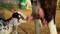 Beautiful goat kid view suckling his mother teats with blurred background.