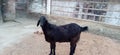 A beautiful goat pic of West Bengal Royalty Free Stock Photo