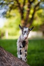 Beautiful goat`s photo climbed onto the tree.