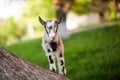 .beautiful goat`s photo climbed onto the tree.