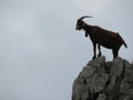 Beautiful goats in freedom eating grass of the field and the mountain