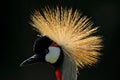 Beautiful gold bird crest. Art image of bird. Grey crowned crane, Balearica regulorum, with dark background. Sunset in nature.