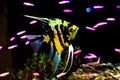 Gold-black pattern Angelfish swimming in a fish tank.