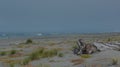 Beautiful Gold Bluffs Beach in the Prairie Creek Redwoods State Park of Orick, Humboldt County, California