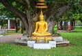 Beautiful gold Buddha statue sitting under bodhi tree, peaceful, meditation or enlightenment concept