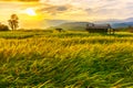 Beautiful gold color sunset at rice field, rice terace. Royalty Free Stock Photo