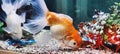 Beautiful Gold fish on the aquarium Royalty Free Stock Photo