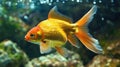 Beautiful gold fish on background. Generative Ai Royalty Free Stock Photo