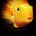 A Beautiful Gold Fish with Big Blue Eyes