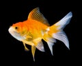 Beautiful gold fish Royalty Free Stock Photo