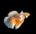 Beautiful Gold fish Royalty Free Stock Photo