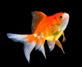 Beautiful gold fish on black Royalty Free Stock Photo