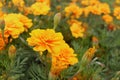 Beautiful gold marigold flower blooming on plant in garden, yellow flower blooming in the field, beautiful vivid natural summer Royalty Free Stock Photo