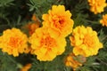 Beautiful gold marigold flower blooming on plant in garden, yellow flower blooming in the field, beautiful vivid natural summer Royalty Free Stock Photo