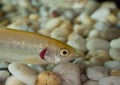 Gold rainbow trout fish in close up at a fish tank.