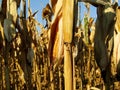 Beautiful gold ripe corn in Serbia