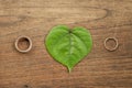 Beautiful gold wedding rings on green leaf with wood background. Royalty Free Stock Photo