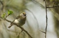 A beautiful Goldcrest, Regulus regulus, perching on a branch of a Hawthorn tree singing in spring. Royalty Free Stock Photo