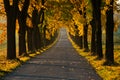 Beautiful golden autumn alley